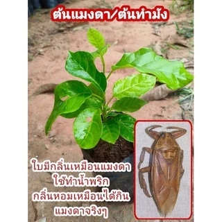 🔴ต้นแมงดา/ต้นทำมังแบบเพาะเมล็ด