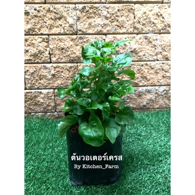 ต้น วอเตอร์เครส ผักสวนครัว ผักสลัด ต้นละ 35 บาท 3 ต้น 100 บาท (คละได้)