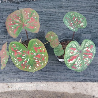 บอนสี ไม้สะสม สีสวย#ไม้มงคล
