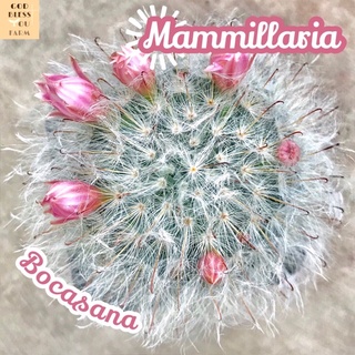 [แมมขนแมว] Mammillaria Bocasana ส่งพร้อมกระถาง แมมมิลลาเลีย ขนแมว ขนฟู ดอกสวย ทะเลทราย ฟอร์มกอ ไม้กอ ขนขาว ขนนุ่ม แคคตัส