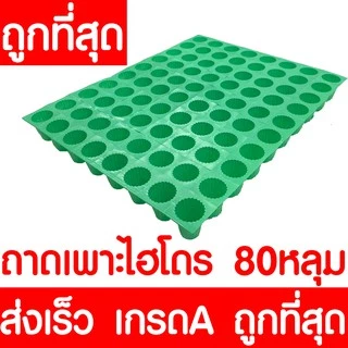 *โค้ดส่งฟรี* ถาดเพาะกล้า ถาดเพาะชำ ถาดเพาะเมล็ด ต้นอ่อน เมล็ด ไฮโดร 50,72,105,200หลุม ฟองน้ำ กรีนโอ๊ค คอส MAXX