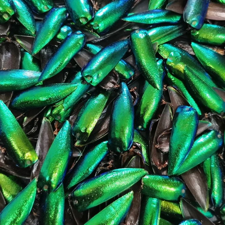 ปีกแมลงทับ (2.3-2.5 cm) 50-200 ปีก สำหรับงานประดิษฐ์ งานฝีมือ ทำเครื่องประดับ / ปีกแมลงทับเจาะรู สีเขียวมรกต ปีกแมงทับ