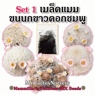 Set1 เมล็ดขนนกขาวดอกชมพู Mammillaria Plumosa Seeds แมมขนนกขาว มิกซ์รวมหนามหลากหลายโคลน ทั้งหนามชี้ หนามฟู ฯลฯ