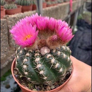 Parodia werneri ( Notocactus uebelmannianus )  พาโรเดีย เวอเนอรี่ ดอกสีม่วงเข้ม