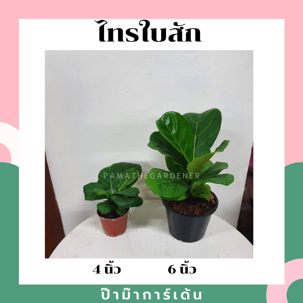 มุมมอง 2