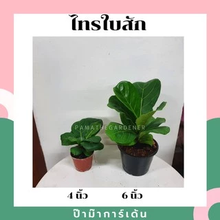 ไทรใบสัก ต้นแข็งแรง รากเกาะดี