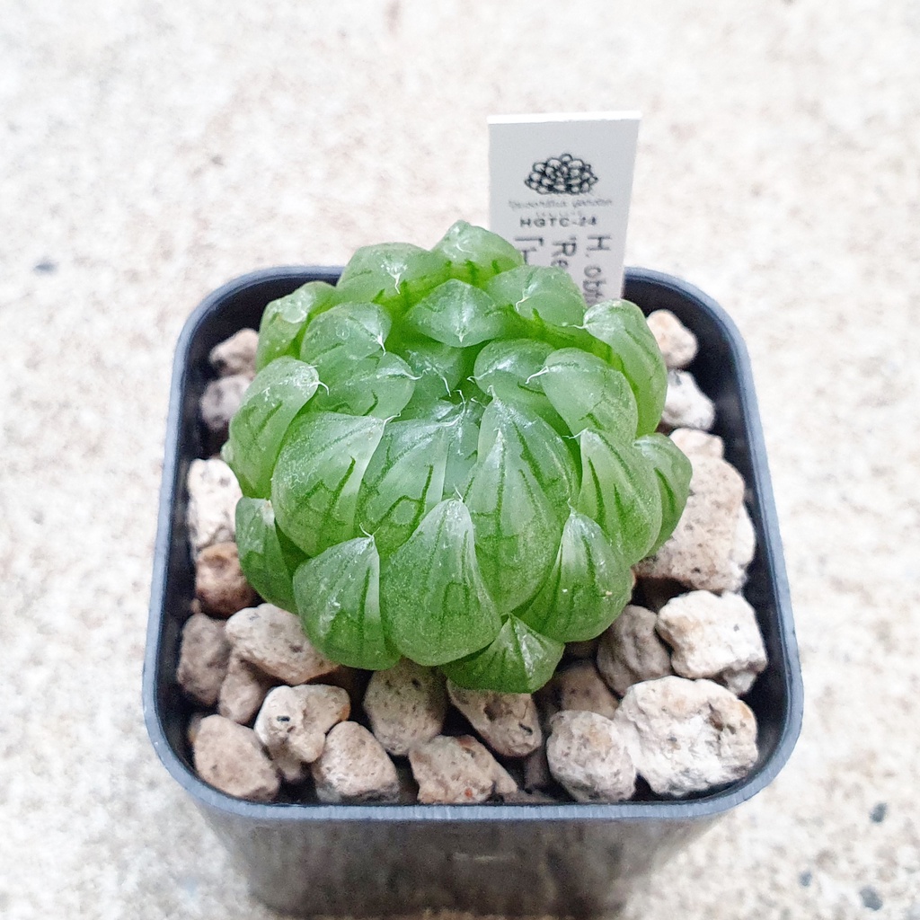 พร้อมส่ง!!ฮาโวเทีย Haworthia obtusa hybrid 'Red Cherry' จัดส่งแบบล้างราก