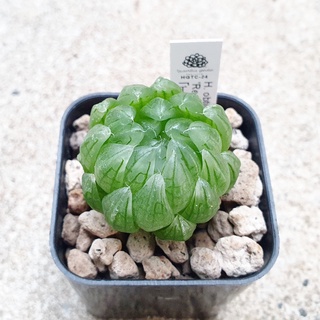 พร้อมส่ง!!ฮาโวเทีย Haworthia obtusa hybrid Red Cherry จัดส่งแบบล้างราก