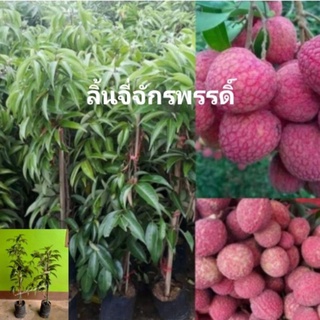 ต้นลิ้นจี่จักรพรรดิ์ขนาดต้น 60-80 ชม.