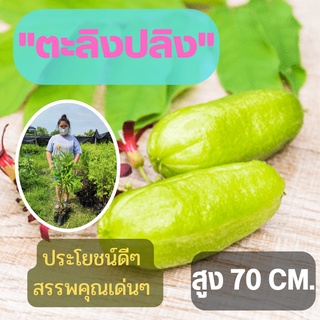 แข็งแรงพร้อมปลูก 1 ต้น ต้นตะลิงปลิง รสเปรี้ยวลูกดก (ขนาดใหญ่) ตะลิงปลิง สูง80ซม. ต้นพันธุ์พร้อมปลูก ต้นพันธุ์ตะลิงปลิง