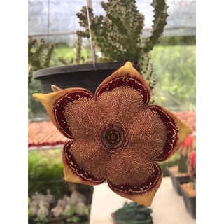 หน่อเด็ดสดเก๋งพรมเปอร์เซีย ดอกใหญ่มาก Edithcolea Grandis