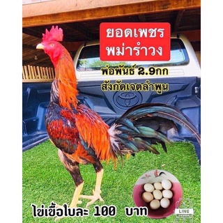 ขายไข่เชื่อพม่สรำวงแข้งหน้าเจ้ายอดเพชร