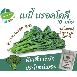 เบบี้ บรอคโคลี 10 เมล็ด  (Baby Broccoli)