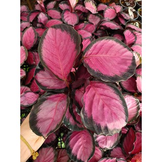 Calathea Crimson | คล้าคริมสัน