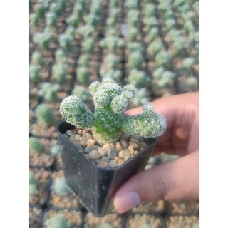 แมมตุ๊กตาญี่ปุ่น Mammillaria gracilis fragilis 🎎🌵🎎🪴🎎🌵🎎