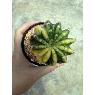 Echinopsis variegata อิชินอปด่าง ไม้ชำหน่อ