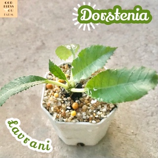 [มะพร้าวทะเลทรายใบหยัก] Dorstenia Lavrani ส่งพร้อมกระถาง แคคตัส Cactus Succulent Haworthia Euphorbia ไม้หายาก พืชอวบน้ำ