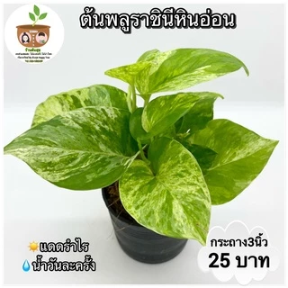 พลูราชินีหินอ่อน จัดส่ง 2 ต้นขึ้นไป คละแบบได้ *โปรดอ่านก่อนสั่งซื้อ