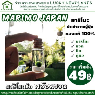 #JJ มาริโมะ Marimo Set พร้อมขวด ขนาดจิ๋ว กดเลื่อนดูรายละเอียดในรูปภาพ