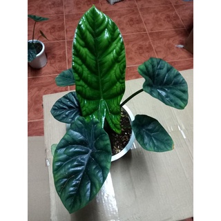 อโลคาเซีย ซินัวต้า (Alocasia sinuata)กระถาง 6 นิ้ว