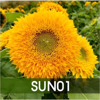 เมล็ดพันธุ์ ดอกทานตะวันSUN01ประมาณ30เมล็ด