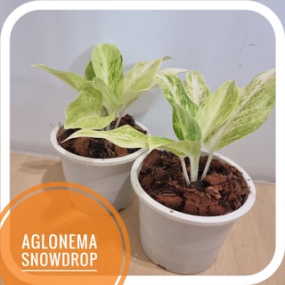 [Bytong Store] Aglonema Snowdrop อโกลนีมา แก้วกาญจนา ในกระถางขาว 6 นิ้ว ไม้มงคล เรียกทรัพย์ แต่งบ้าน แต่งออฟฟิต ของขวัญ