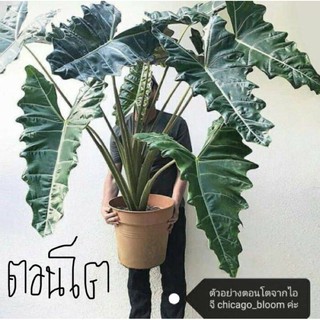 Alocasia Pseudosanderiana แก้วหน้าม้าโบราณ ต้นแม่ติดด่าง