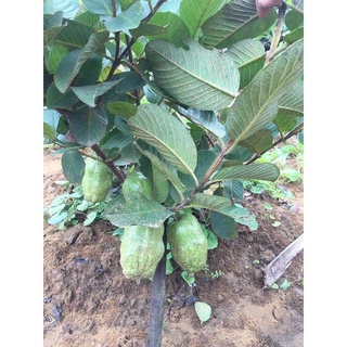 ต้นฝรั่ง พันธุ์ สีทองไร้เมล็ด หรือ ฝรั่งสาลี่ทอง Guava Tree พร้อมให้ลูกไม่เกิน 1 ปี ส่งพร้อมถุง 6 นิ้ว ลำต้นสูง 60-70 ซม