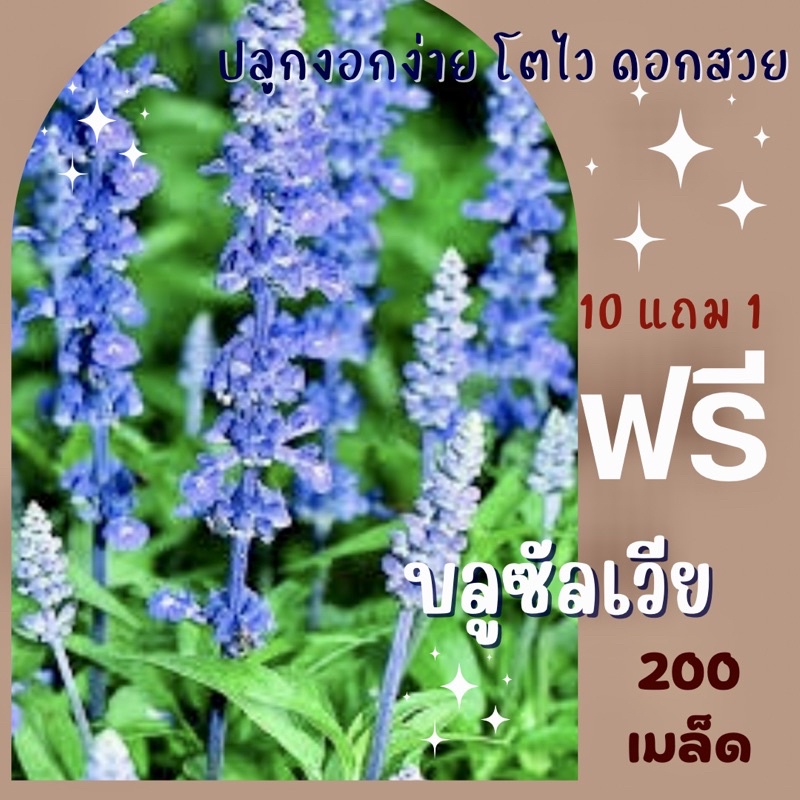 เมล็ดพันธุ์ ดอกบลูซัลเวีย 200 เมล็ด บลูซัลเวีย Blue salvia ซัลเวีย ราคาถูก ปลูกง่าย ดอกสวยมาก ซื้อ10แถม1 คละได้