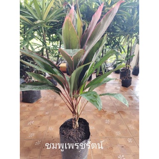 หมากผู้หมากเมีย ( ต้นชมพูเพรชรัตน์) ใบสีเขียวขอบและปลายใบสีชมพู มี3-4ต้นต่อ1ถุงสูง30-60ซม.(อ่านรายละเอียดก่อนสั่ง)