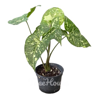 เงินไหลมาแพนด้า ลายด่างกาแลคซี่ คัดลายสวยพิเศษ (Syngonium panda variegated) กระถาง 4 นิ้ว