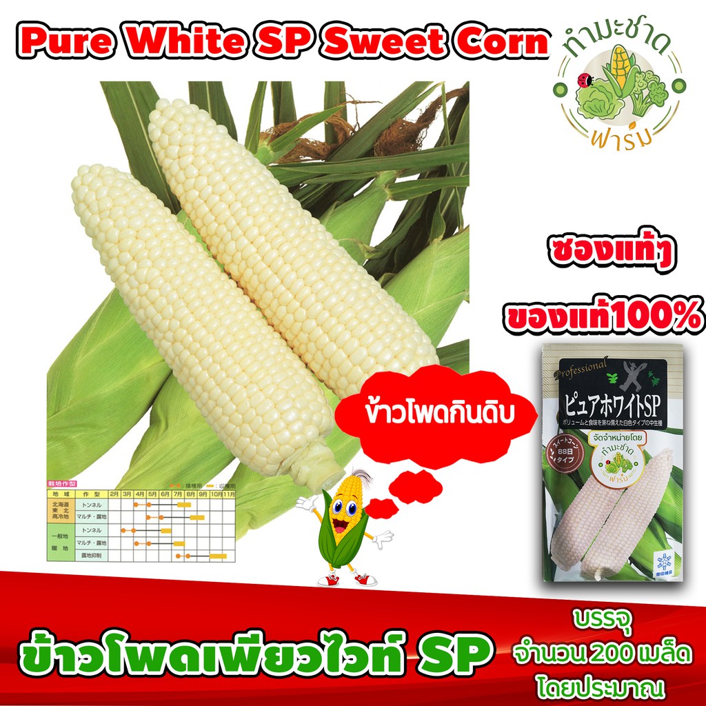 [ซองแท้ 200เมล็ด] เมล็ดพันธุ์ ข้าวโพด เพียวไวท์ SP Pure White SP Hokkaido Sweet Corn ข้าวโพดฮอกไกโด ข้าวโพดนมสด