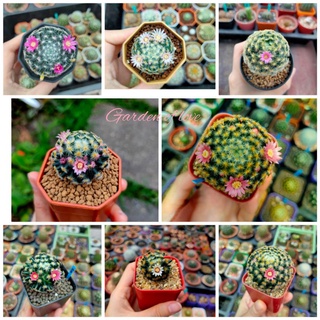 Mammillaria schiedeana Ehrenb. ex Schltdl .แมมขนนกเหลือ🐦🐦🐦🐦คละสีดอก🌸🌸🌸