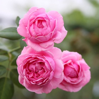 25เมล็ด เมล็ดกุหลาบ อังกฤษ พันธุ์เลื้อย สีชมพู กุหลาบหนู Rose seeds