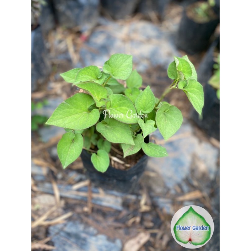 F313 ผักพลูคาว/ผักก้านตอง/ผักคาวทอง สมุนไพร แบบถุง