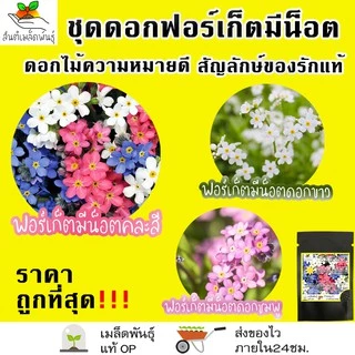 เมล็ดพันธุ์ ชุดดอกฟอร์เก็ตมีน็อต ดอกไม้แห่งความรัก ขายดีที่สุด ปลูกง่าย โตไว พร้อมส่ง ฟอร์เก็ตมีน็อต/พันธุ์แอฟริกา/สีฟ้า