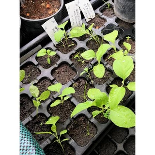 มูลไส้เดือน ร่อนสดใหม่ ทุกถุง vermicompost ขนาด 1 กก. kg (รวมหีบห่อ 960g+30g)
