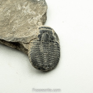 [อายุกว่า 505 ล้านปี!!!] #177 ฟอสซิล ไทรโลไบต์ Elrathia Kingi Trilobite ของแท้ ขนาดเล็ก บน Matrix จาก USA