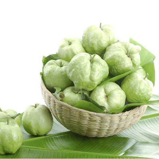 ต้นฝรั่ง พันธุ์กิมจู ไร้เมล็ด ต้นสูง 90-100 ซม. จัดชุด 2 ต้น - รูปที่ 3