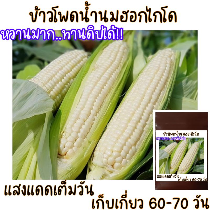 10 เมล็ด  ข้าวโพดฮอกไกโด (pure white sweet corn)