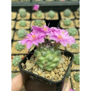 แมมชูแมน “ หนามเดี่ยว “ ติดตุ่มดอก Mammillaria Schumanii แคคตัส กระบองเพชร ชูแมนนิไอ