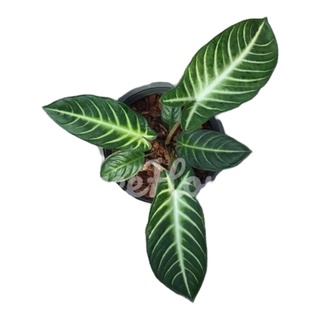 ซันโตโซม่า กระถาง 6 นิ้ว / Xanthosoma Zebra Pot 6