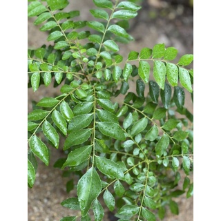 curry leaves ใบเคอรี่ลีฟอินเดีย​จากรัฐKerela ใบหอมแกงกะหรี่อินเดียใต้