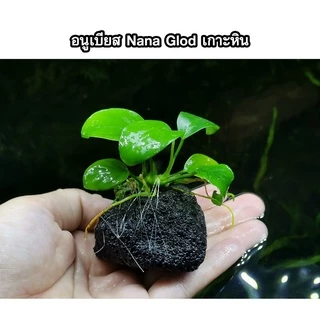 อนูเบียส​เกาะหิน​ (Anubias​) ต้นไม้น้ำ ไม้น้ำตู้ปลา ​ ***กรุณาอ่านรายละเอียดก่อนสั่งซื้อ***