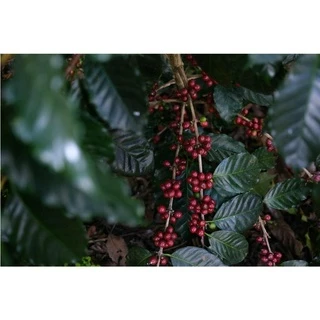 MT เมล็ดกาแฟคั่ว Dry Process Full City+ Roast คั่วกลางค่อนเข้ม ดอยแม่จันใต้ ขนาด 250g