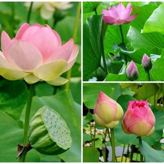 7 เมล็ด เมล็ดบัว สีชมพู ดอกใหญ่ สายพันธุ์เมล็ดบัว ดอกบัว Lotus seeds.