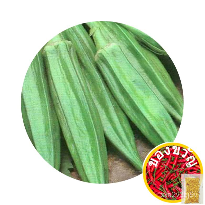 10 Okra/Lady Finger Non GMO and Non Chemically Treated Seeds Ship from SG手链/向日葵/内裤/花园/生菜/上衣/男装/木瓜/儿童