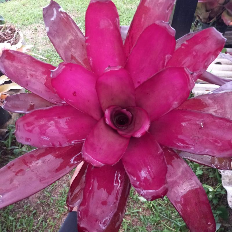 🍍สับปะรดสี🍍#นีโอเพอเพ้อสตาร์/ไม้แท้สีม่วงสวยงามสามารถโตได้อีกเยอะ/ส่งแบบถอดราก - รูปที่ 2