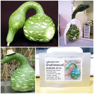 เมล็ดพันธุ์ น้ำเต้าคอหงส์ (Speckled Swan Gourd Seed) บรรจุ 10 เมล็ด คุณภาพดี ราคาถูก ของแท้ 100%