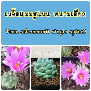 ❗ซื้อ3 ลด4%❗เมล็ด แมมชูแมน หนามเดี่ยว (Schumannii single spine) 50 เมล็ด